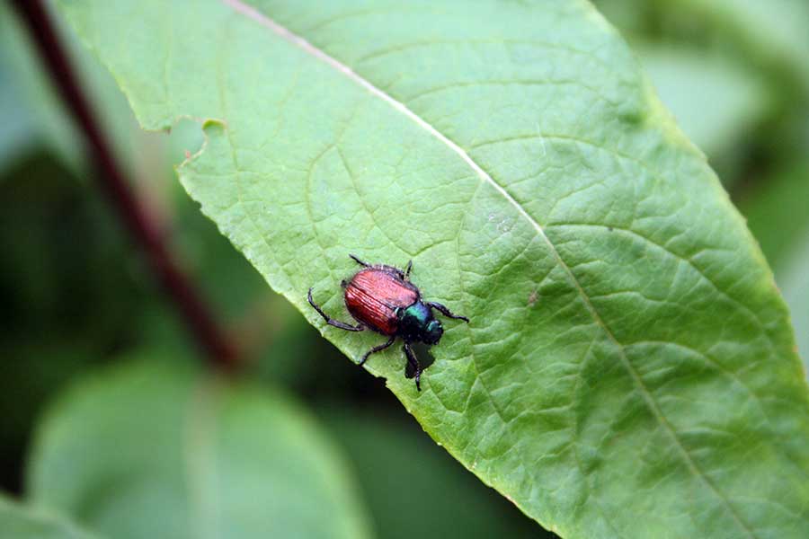 ogrodnica niszczylistka (Phyllopertha horticola)