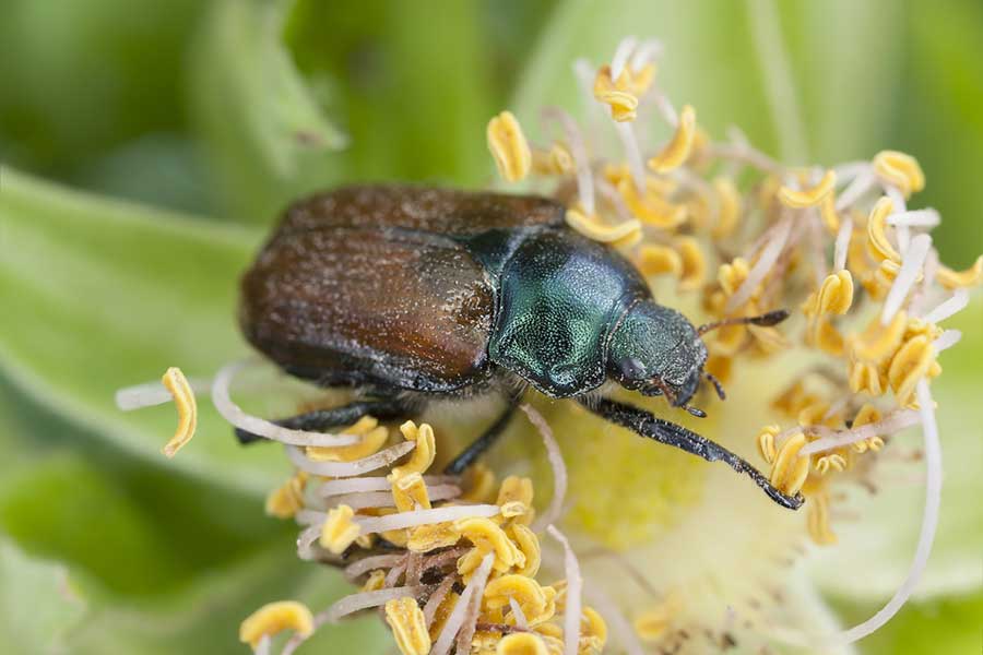 ogrodnica niszczylistka (Phyllopertha horticola)
