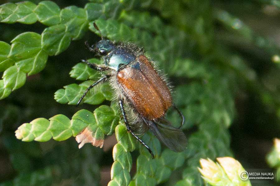 ogrodnica niszczylistka (Phyllopertha horticola)