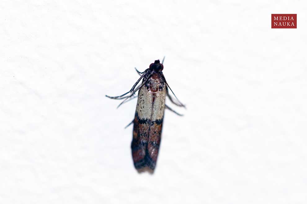 omacnica spichrzanka (Plodia interpunctella)