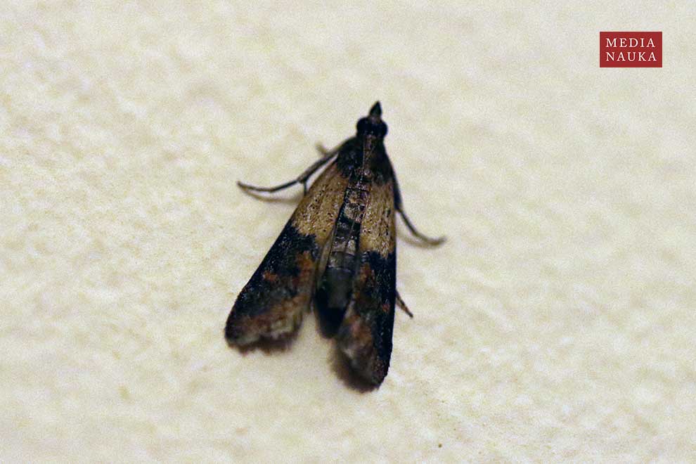 omacnica spichrzanka (Plodia interpunctella)