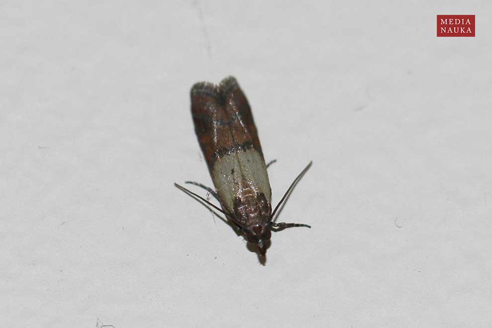 omacnica spichrzanka (Plodia interpunctella)