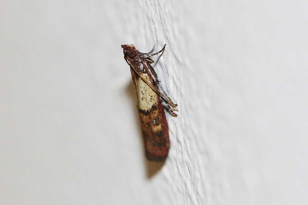 omacnica spichrzanka (Plodia interpunctella)
