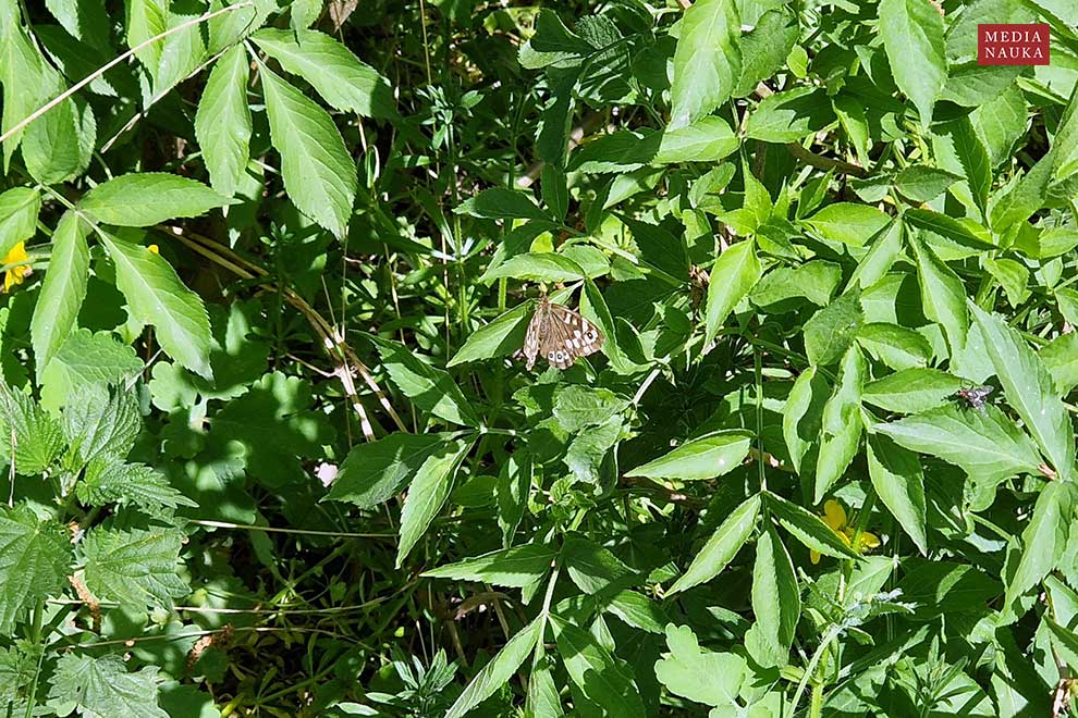osadnik egeria (Pararge aegeria)