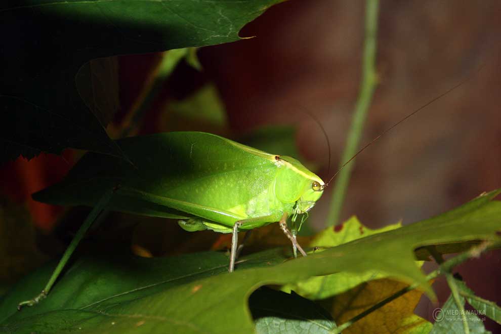 pasikonik kubański (Stilpnochlora couloniana)