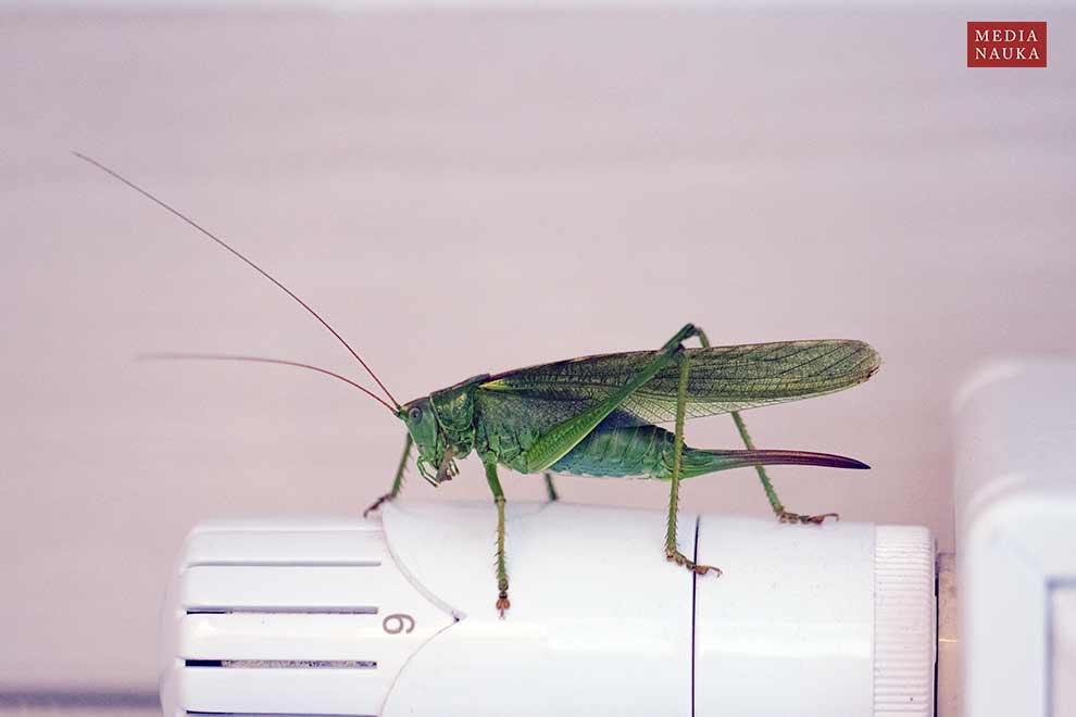pasikonik zielony (Tettigonia viridissima)