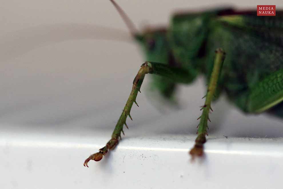 pasikonik zielony (Tettigonia viridissima)