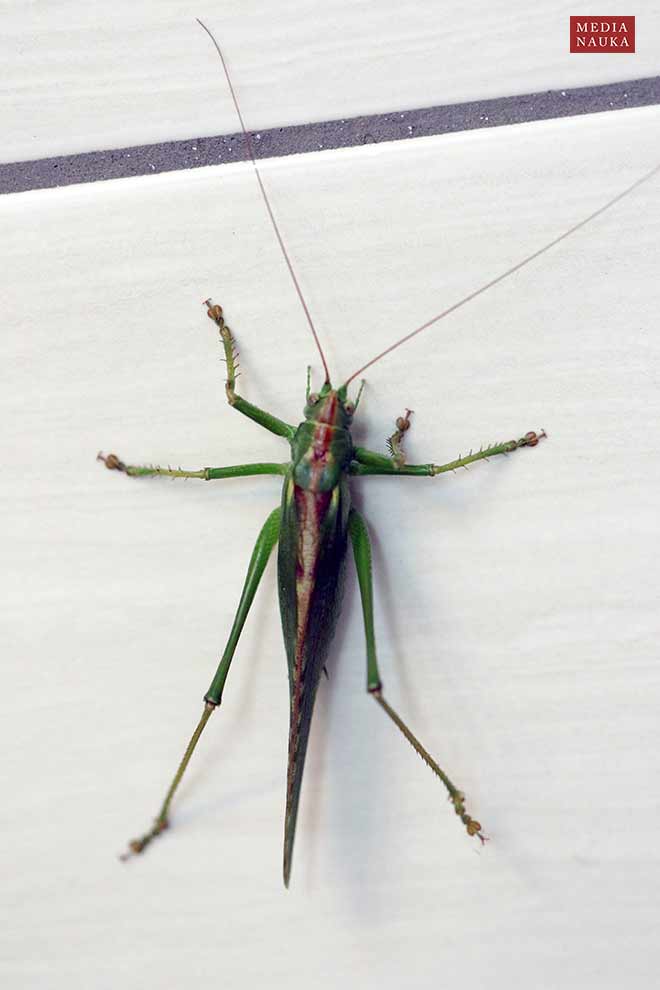 pasikonik zielony (Tettigonia viridissima)