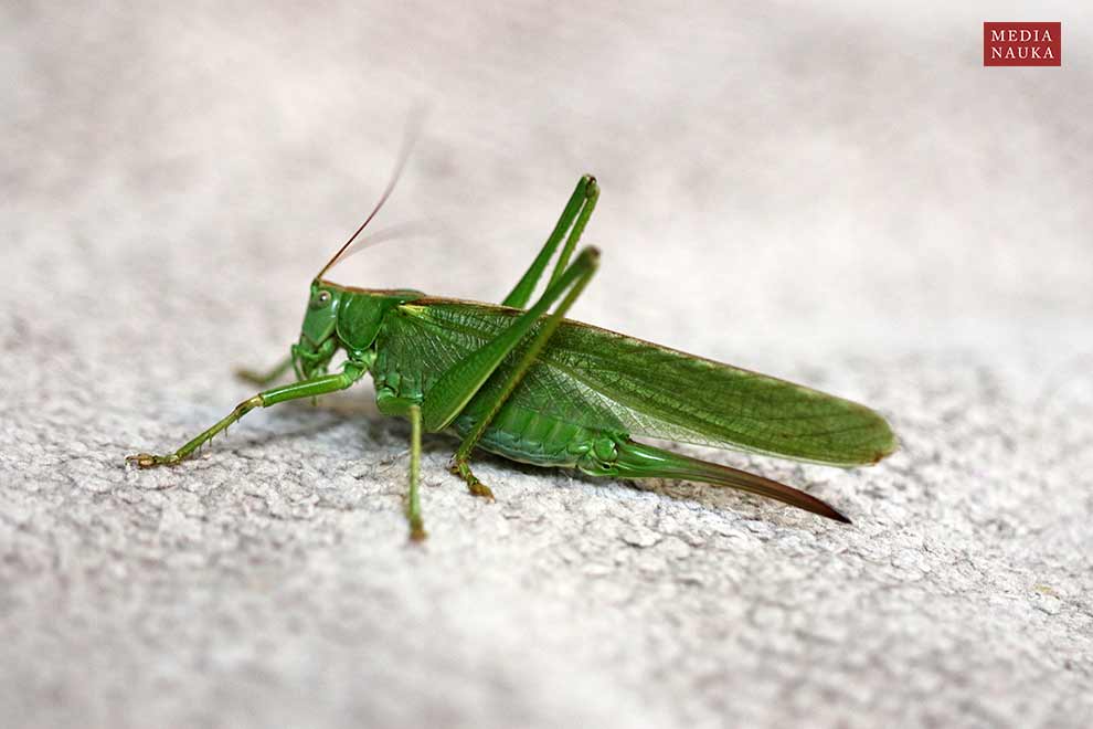 pasikonik zielony (Tettigonia viridissima)