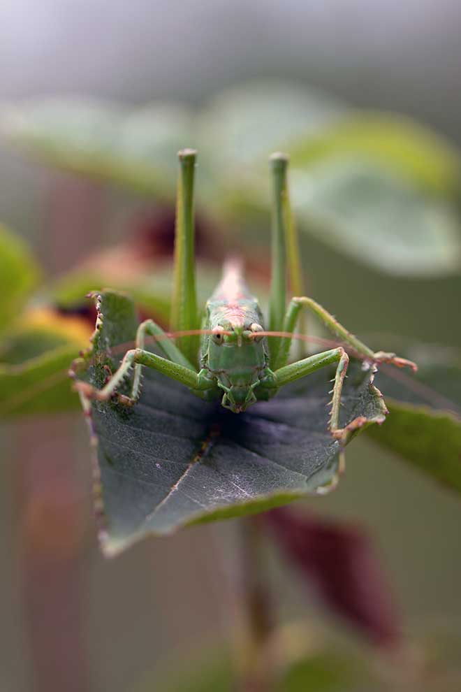 pasikonik zielony (Tettigonia viridissima)