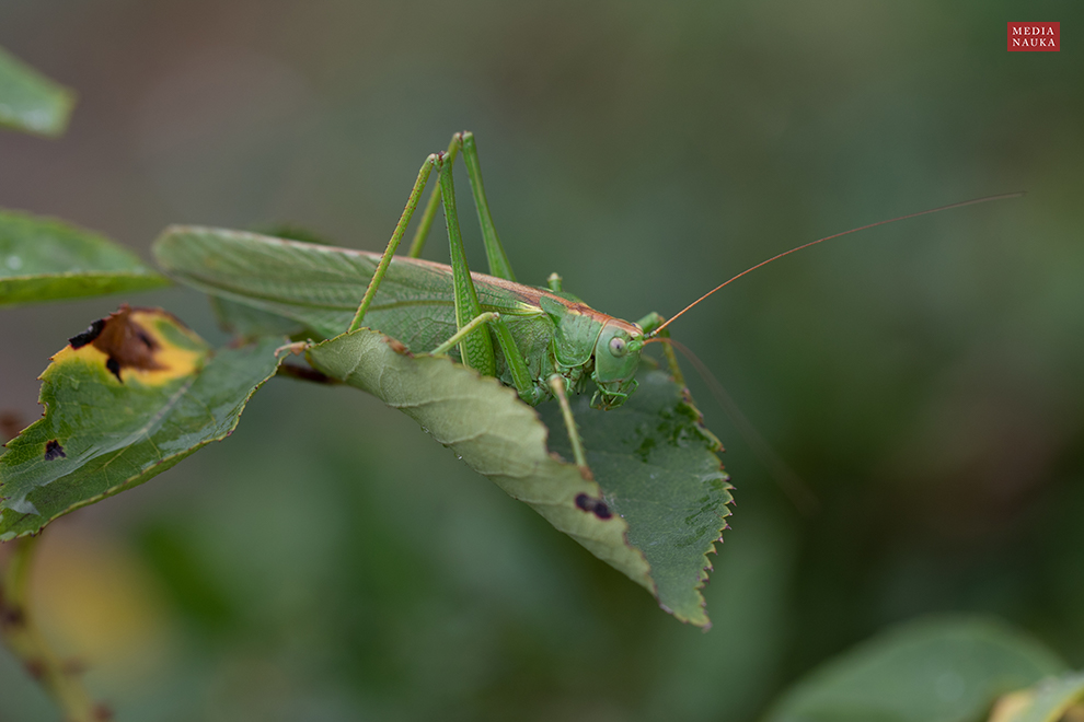 pasikonik zielony (Tettigonia viridissima)