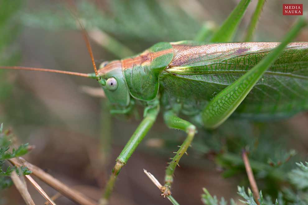 pasikonik zielony (Tettigonia viridissima)