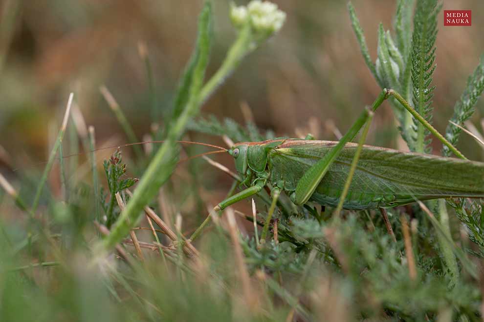 pasikonik zielony (Tettigonia viridissima)