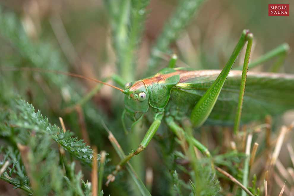 pasikonik zielony (Tettigonia viridissima)