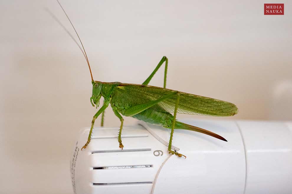 pasikonik zielony (Tettigonia viridissima)