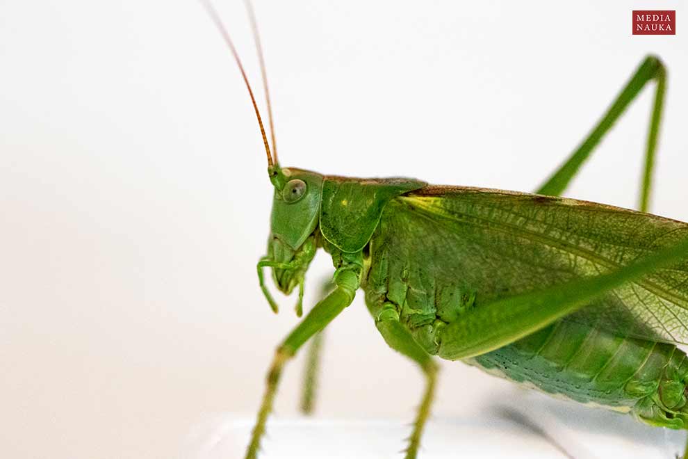 pasikonik zielony (Tettigonia viridissima)