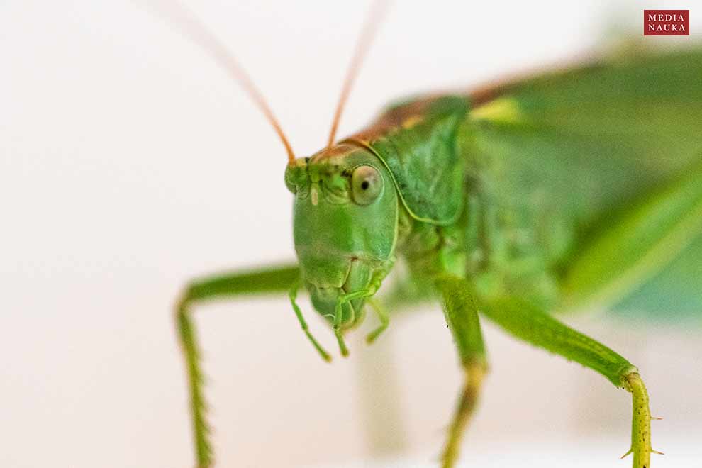 pasikonik zielony (Tettigonia viridissima)