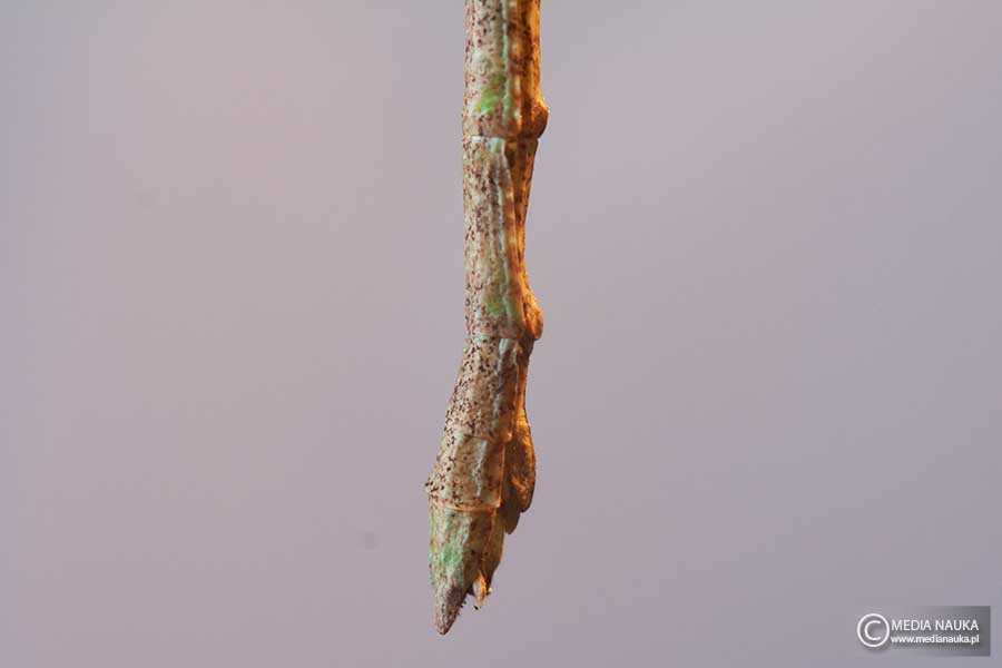 patyczak rogaty, patyczak igielnik (Baculum extradentatum)
