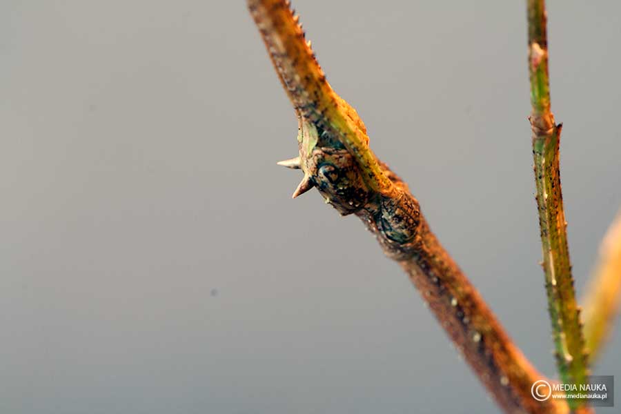 patyczak rogaty, patyczak igielnik (Baculum extradentatum)