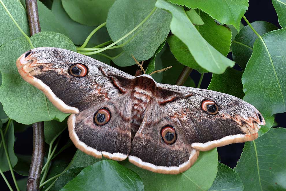 Pawica gruszówka (Saturnia pyri)