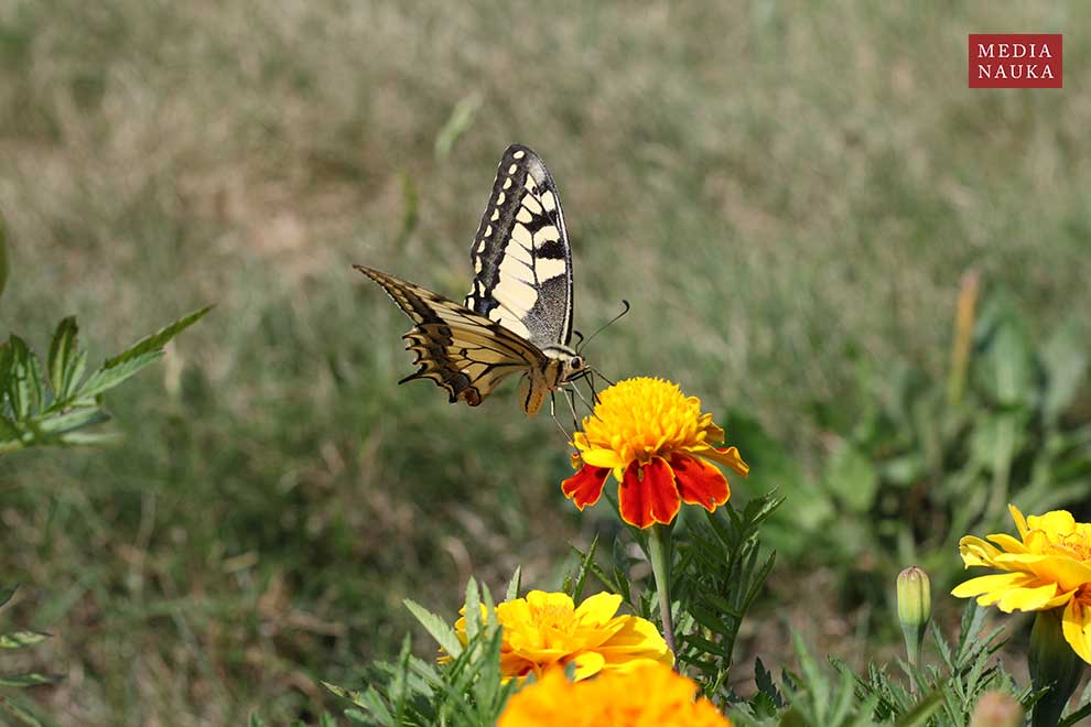 paź królowej (Papilio machaon)