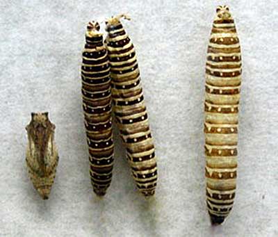 paź królowej (Papilio machaon)