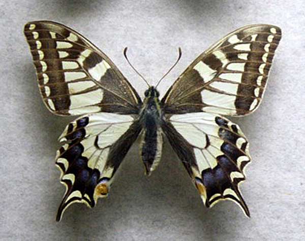 paź królowej (Papilio machaon)