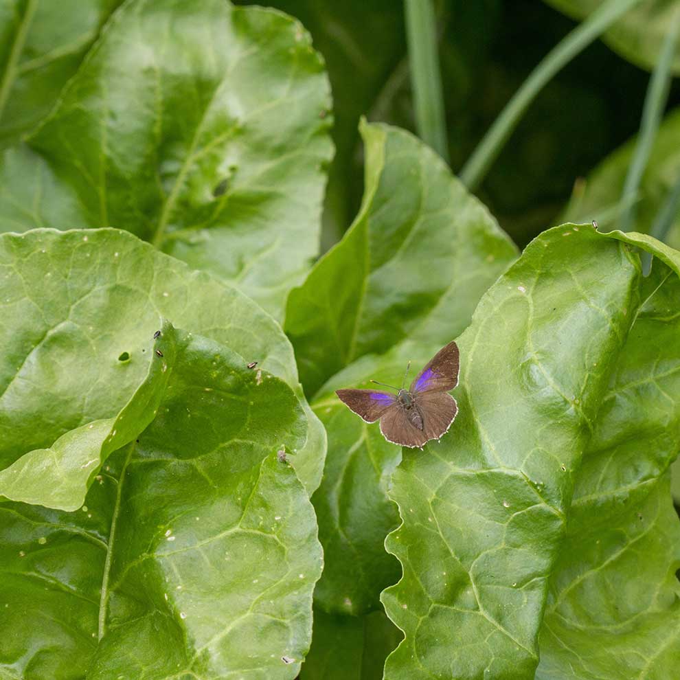 pazik dębowiec (Neozephyrus quercus)