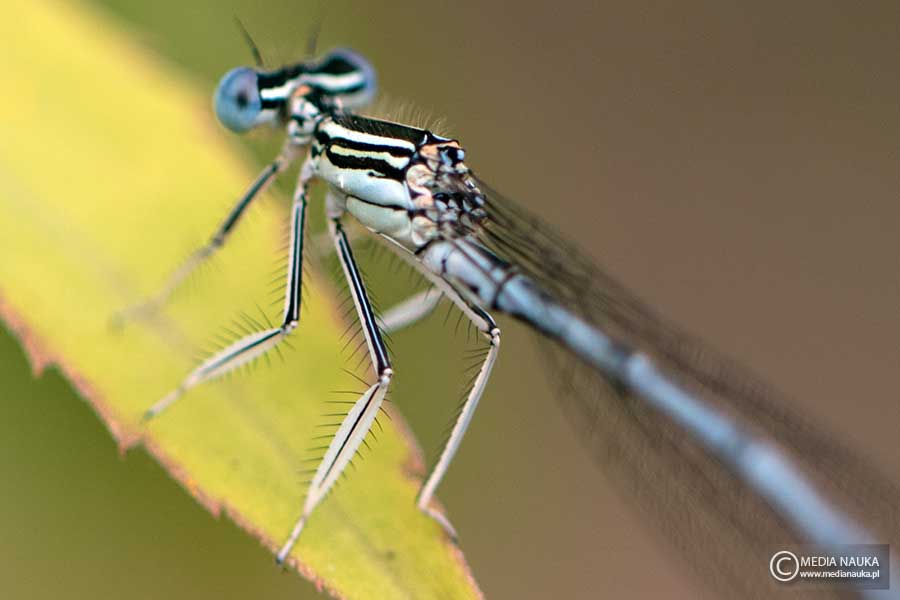 pióronóg zwykły (Platycnemis pennipes)