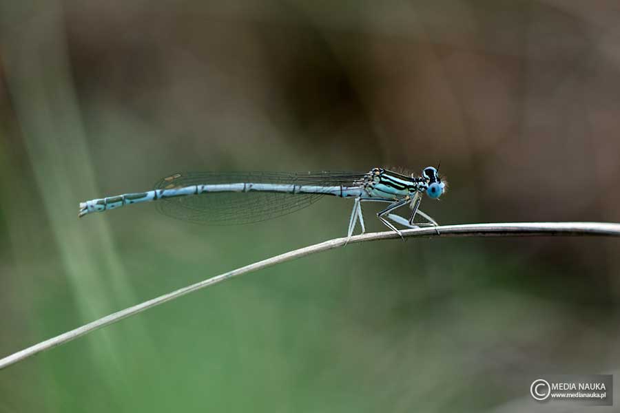 pióronóg zwykły (Platycnemis pennipes)