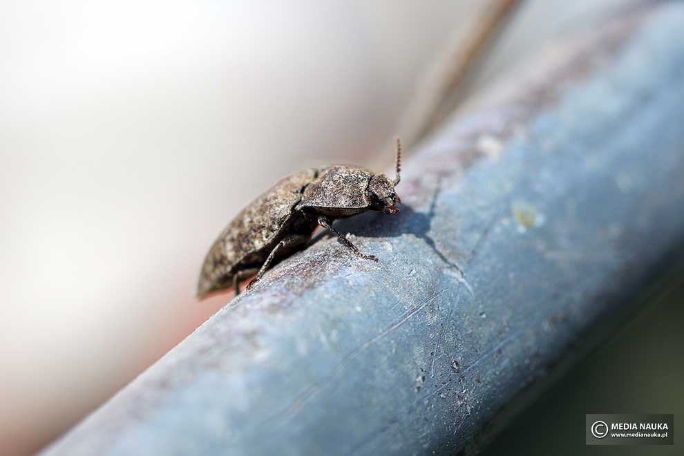podrzut szary, podrzut myszaty (Agrypnus murinus)