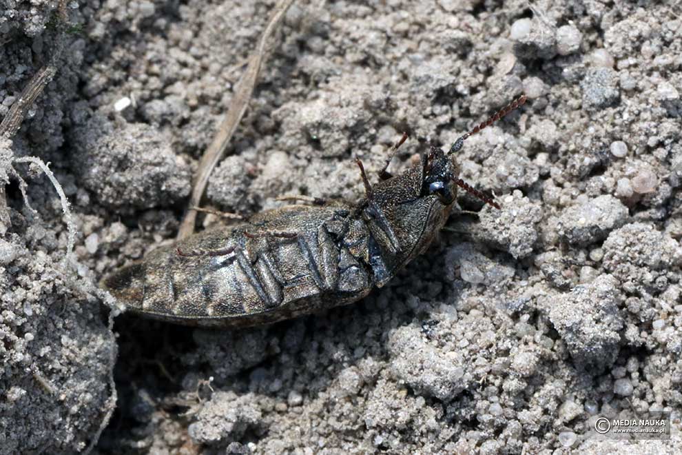 podrzut szary, podrzut myszaty (Agrypnus murinus)