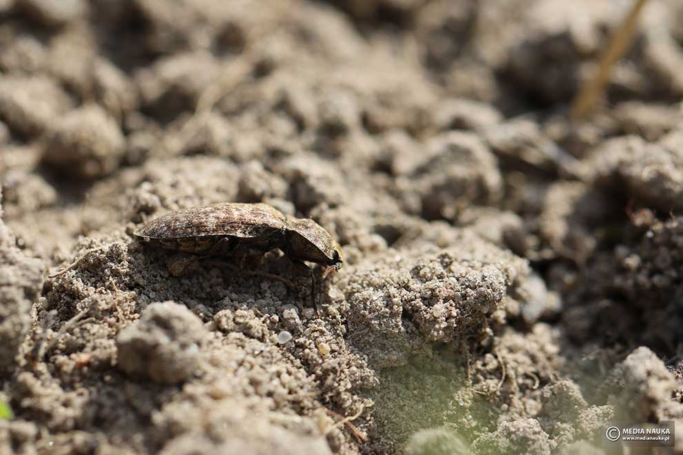 podrzut szary, podrzut myszaty (Agrypnus murinus)