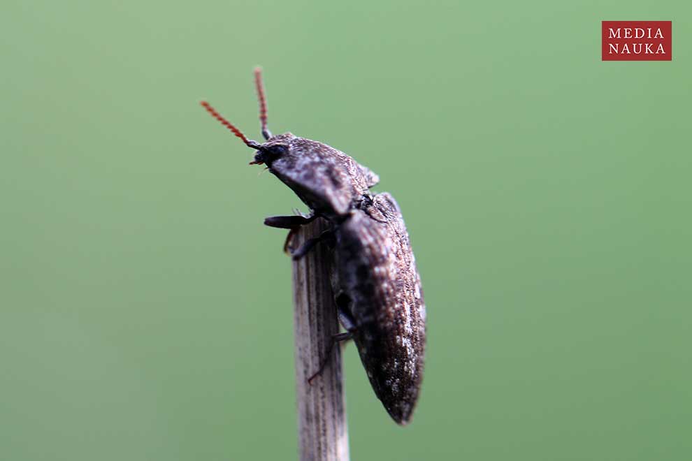 podrzut szary, podrzut myszaty (Agrypnus murinus)