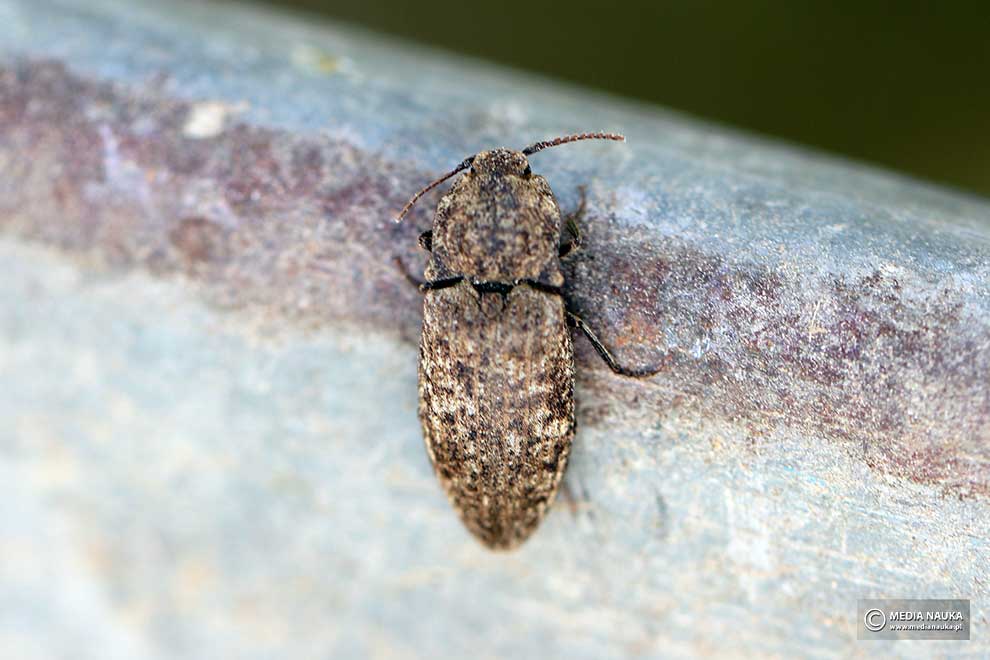 podrzut szary, podrzut myszaty (Agrypnus murinus)