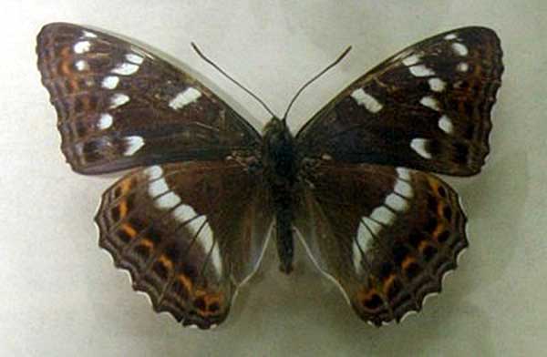 pokłonnik osiniec (Limenitis populi)