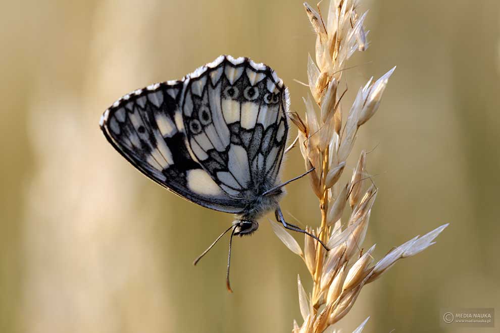 polowiec szachownica (Melanargia galathea)