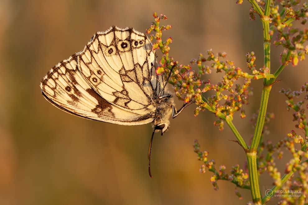polowiec szachownica (Melanargia galathea)