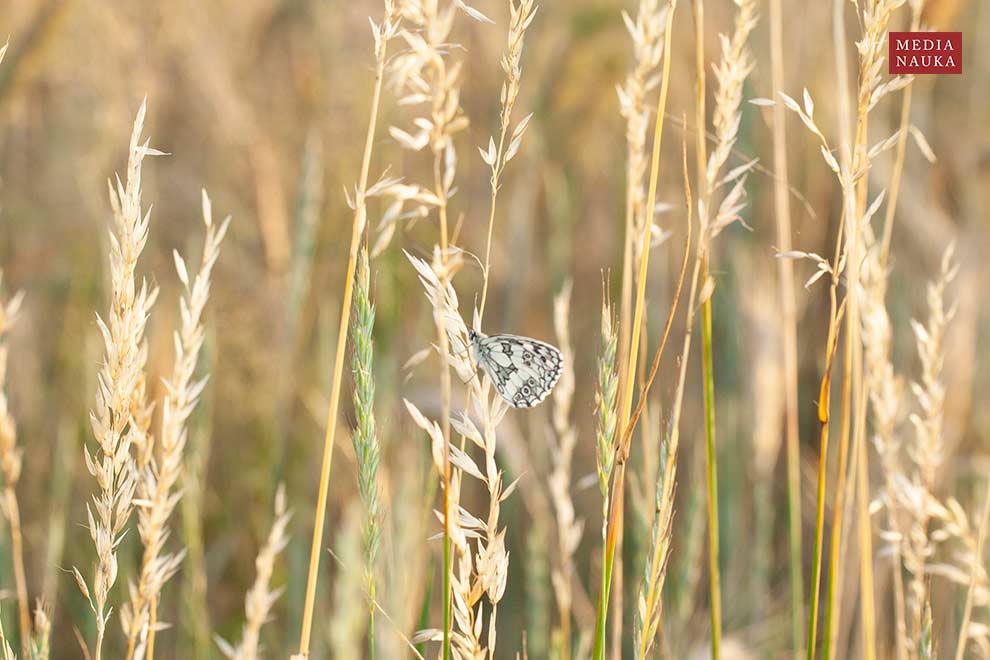 polowiec szachownica (Melanargia galathea)