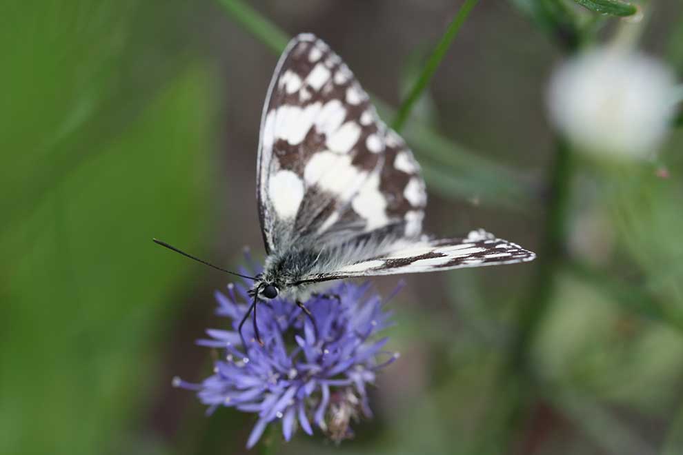 polowiec szachownica (Melanargia galathea)