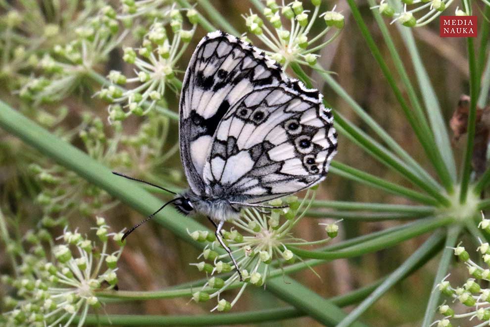 polowiec szachownica (Melanargia galathea)