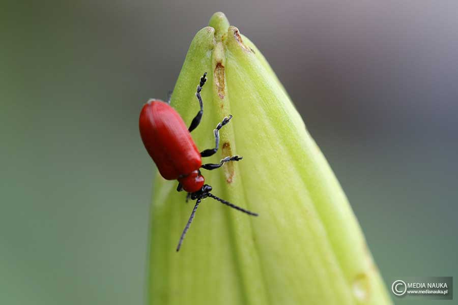 poskrzypka liliowa (Lilioceris lilii)
