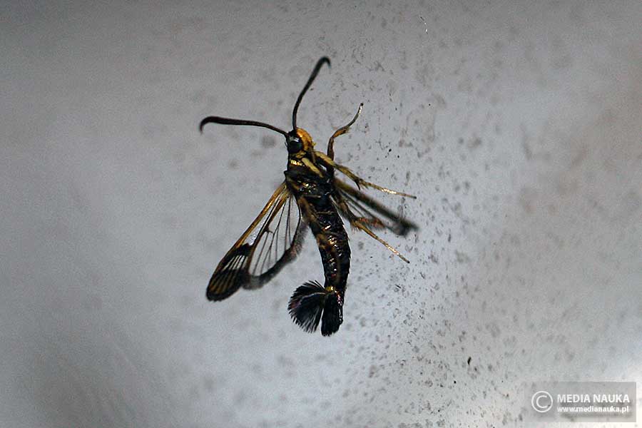 przeziernik porzeczkowiec (Synanthedon tipuliformis)