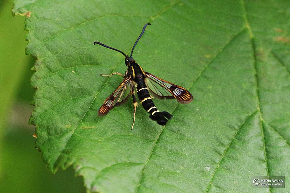 przeziernik porzeczkowiec (Synanthedon tipuliformis)