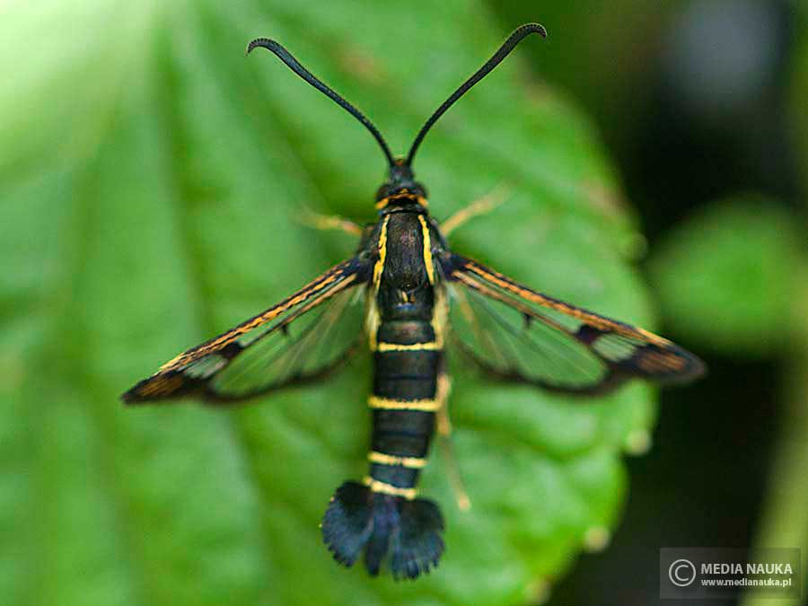 przeziernik porzeczkowiec (Synanthedon tipuliformis)