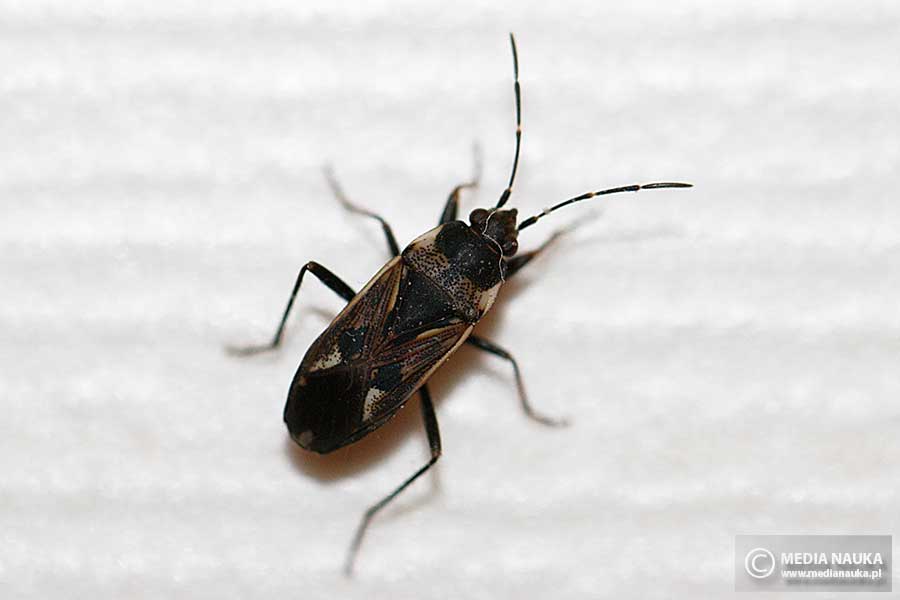 brudziec zwyczajny, brudziec pospolity (Rhyparochromus vulgaris)