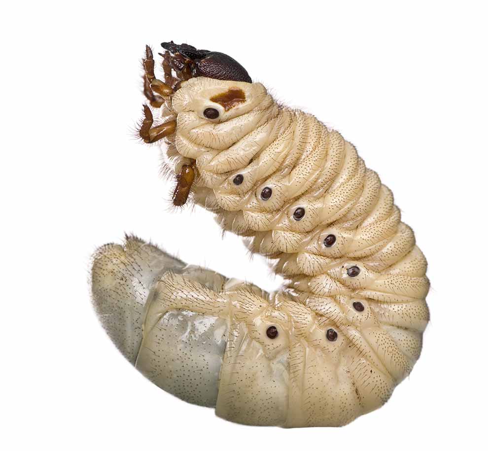 rohatyniec herkules (Dynastes hercules)