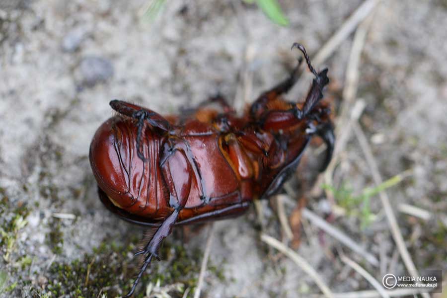 rohatyniec nosorożec (Oryctes nasicornis)
