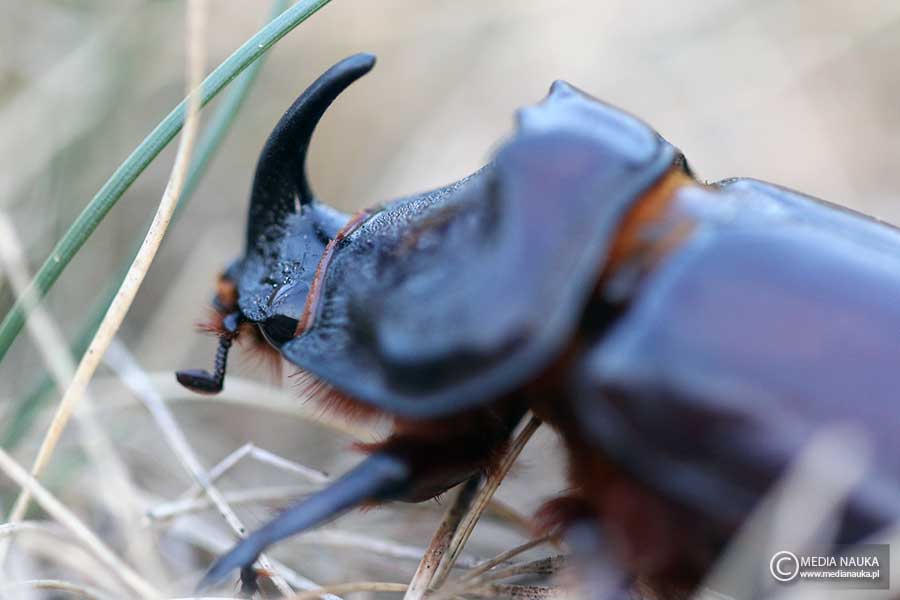rohatyniec nosorożec (Oryctes nasicornis)