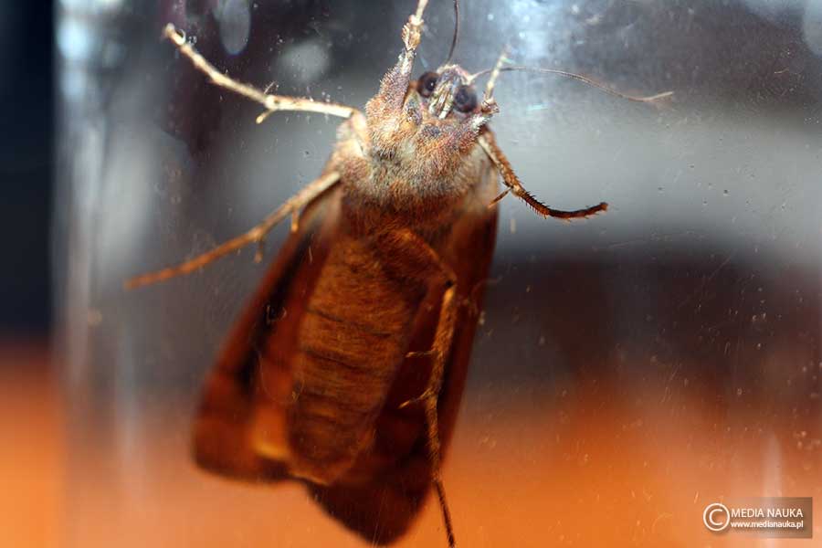 rolnica tasiemka (Noctua pronuba)